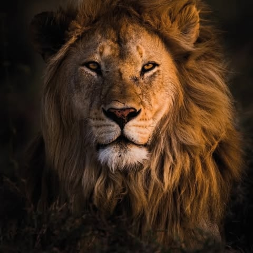 Meet your Posher, Kris